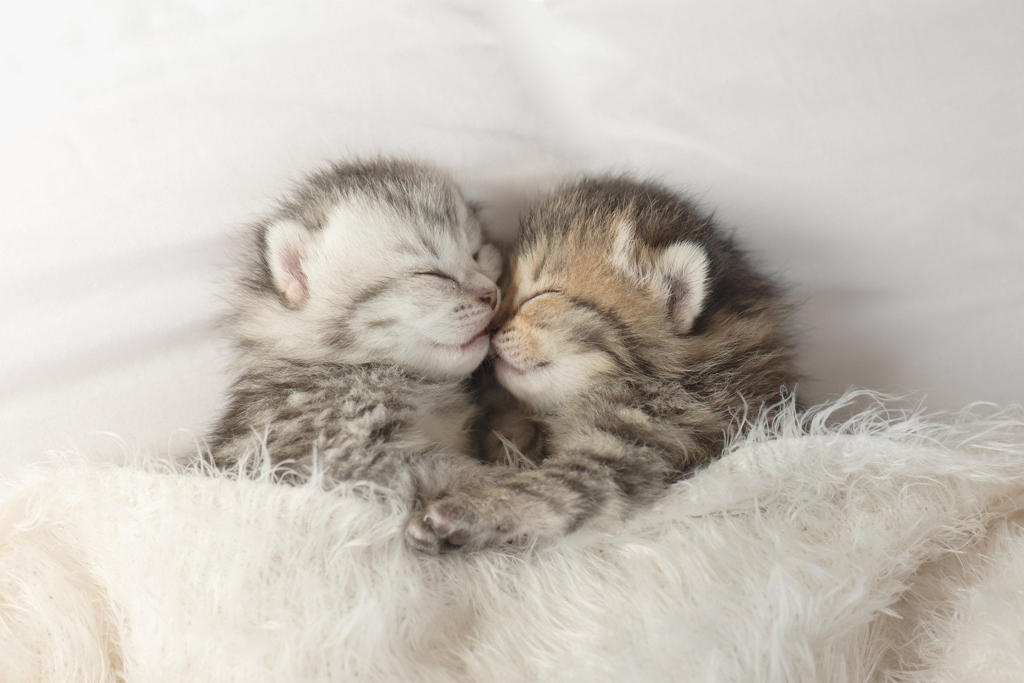 Милые котята спят в обнимку