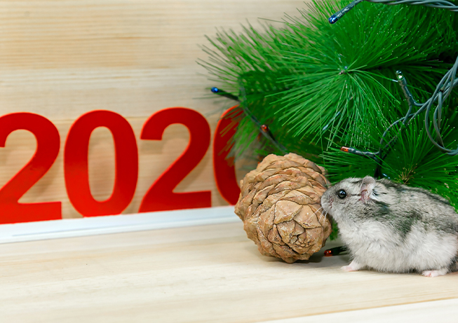 2020年を占う？干支の格言を徹底検証